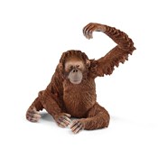 Orangutan ... -  Książka z wysyłką do UK
