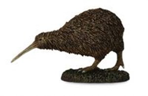 Obrazek Kiwi M