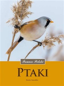 Obrazek Ptaki Fauna Polski