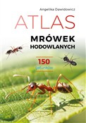 Atlas mrów... - Angelika Dawidowicz - Ksiegarnia w UK