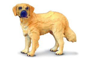 Picture of Pies rasy golden retriever