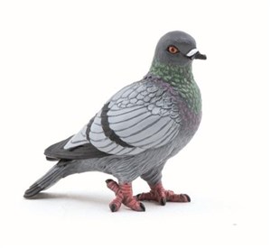 Picture of Gołąb 40x42mm