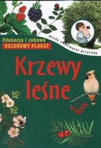 Obrazek Krzewy leśne Edukacja i zabawa