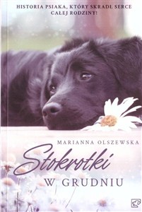 Obrazek Stokrotki w grudniu