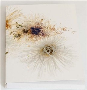 Picture of Notes kwiaty Aster