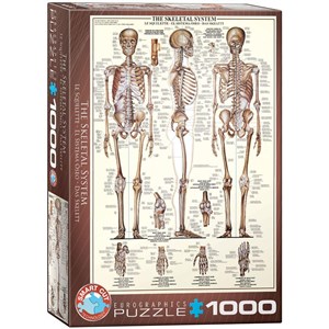 Obrazek Puzzle 1000 Układ szkieletowy człowieka