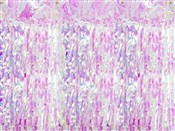 Kurtyna op... -  foreign books in polish 