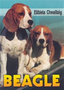 Picture of Beagle
