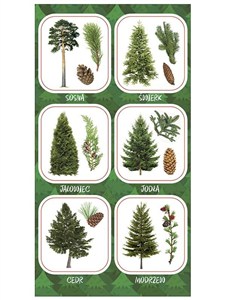 Picture of Naklejki Owoce iglastych drzew