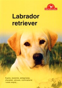 Picture of Labrador retriever