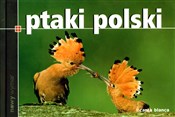 polish book : Ptaki Pols... - Marcin Karetta, Marek Szokalski
