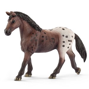 Obrazek Klacz rasy Appaloosa