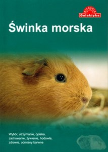 Picture of Świnka morska