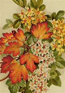 Obrazek Karnet ST492 B6 + koperta Jesienne liście