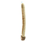 Polska książka : Ogon lwa 6...