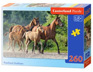Obrazek Puzzle Purebred Arabians 260