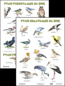 Picture of Plansza Ptaki odlatujące na zimę Ptaki pozostające na zimę