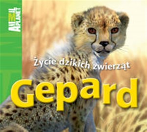 Obrazek Gepard Życie dzikich zwierząt