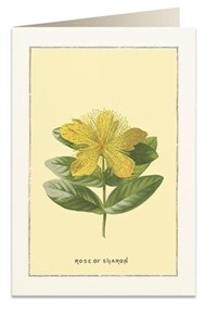 Obrazek Karnet B6 + koperta 6018 Róża Sharon