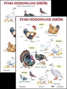 Obrazek Plansza  Ptaki hodowlane