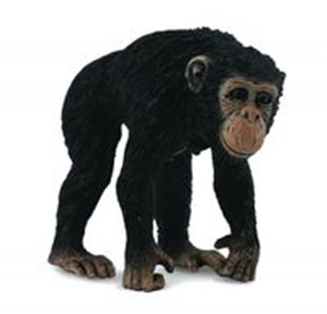 Picture of Szympans samica M