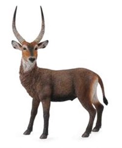 Picture of Antylopa Waterbuck L