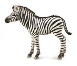 Picture of Zebra źrebię