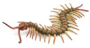 Picture of Centipede