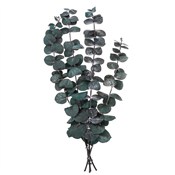 Eukaliptus... -  books from Poland