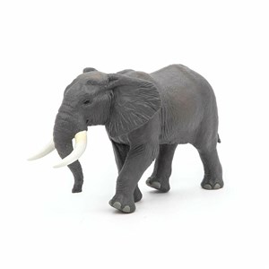 Obrazek Słoń afrykański