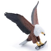 Zobacz : Bielik afr...