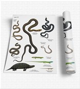 Plansza ed... - Ksiegarnia w UK