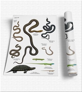 Obrazek Plansza edukacyjna - Gady SOLITON