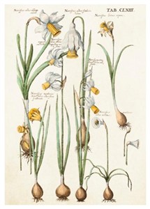 Obrazek Karnet ST346 B6 + koperta Żonkile