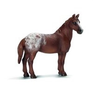 Obrazek Klacz rasy Appaloosa