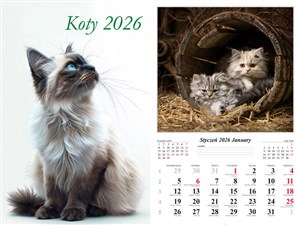 Picture of Kalendarz 2026 ścienny 13-k Koty