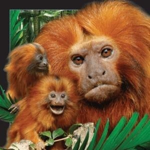 Obrazek Magnes 3D - Małpa tamaryna