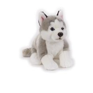 Obrazek Husky Maskotka