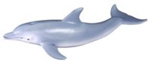 Picture of Delfin butlonosy
