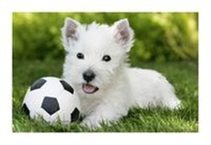 Obrazek Puzzle Mini Pupile Pies biały