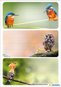 Obrazek Naklejki szkolne - Ptaki 9szt