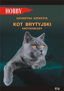 Picture of Kot brytyjski krótkowłosy