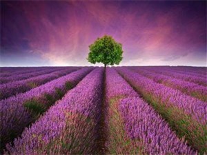 Picture of Diamentowa mozaika Pole lawendy 60732