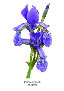 Obrazek Obraz A4 Kosaciec syberyjski