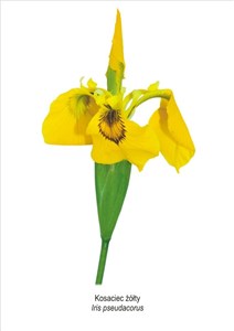 Picture of Obraz A4 Kosaciec żółty