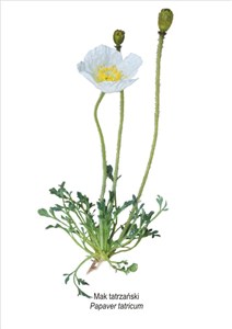Picture of Obraz A4 Mak tatrzański