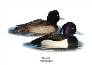 Picture of Obraz A4 Czernica