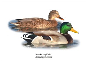 Obrazek Obraz A4 Kaczka krzyżówka