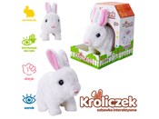 polish book : Króliczek ...