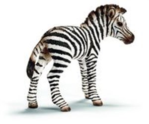 Picture of Zebra źrebię